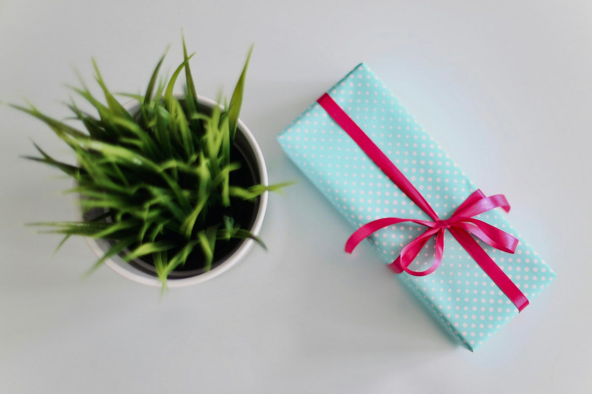 Verpacktes Geschenk mit rosa Schleife neben einer Grünpflanze